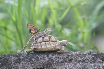 turtle, sulcata, bearded dragon, story of friendship between sulcata turtle, bearded dragon, and butterfly
