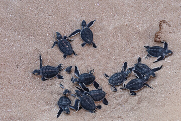 Group of green turtles hatchlings on the beach. Many baby turtles going out of the nest, walking on the sand to the ocean. Cute wildlife moment. Ningaloo national park in Exmouth, Western Australia.