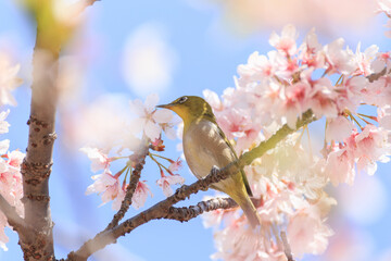 満開の桜の木の枝に止まるメジロ
