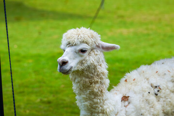 Close-up of an alpaca in a farm