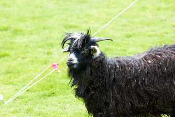 Close-up of a black goat in the farm