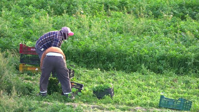 Farmer or farm worker picking up coriander or fennel growing in agricultural plantation during. Organic fenel supply in Murcia, Spain