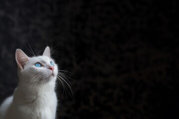 Wunderschöne weiße Zucht Katze mit blauen Augen im Seitenprofil mit Platzhalter als Nahaufnahme, ai generativ