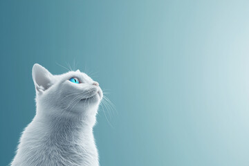 Wunderschöne weiße Zucht Katze mit blauen Augen im Seitenprofil mit Platzhalter als Nahaufnahme, ai generativ - obrazy, fototapety, plakaty
