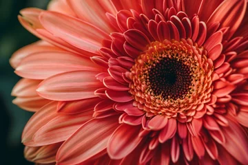 Foto op Canvas Beautiful Gerbera Flower Closeup © Hassan