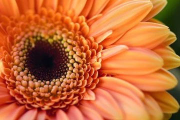 Gordijnen Beautiful Gerbera Flower Closeup © Hassan