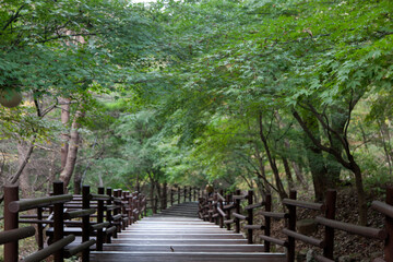 Fototapeta premium View of the wooden stairway in the autumn mountain