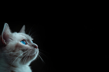 Wunderschöne weiße Zucht Katze mit blauen Augen im Seitenprofil mit Platzhalter als Nahaufnahme, ai generativ - obrazy, fototapety, plakaty