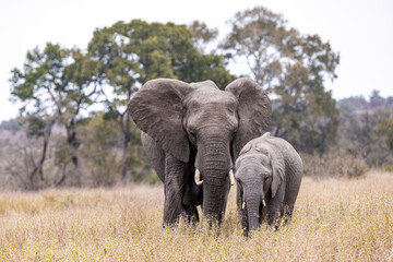 A pair of African Elephants walking