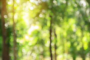 Fototapeta premium Green bokeh abstract background and texture
