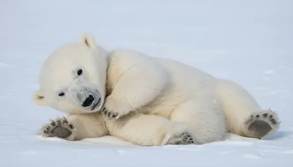 Fotobehang A Polar Bear Cub Playfully Rolling In The Snow © Areeba
