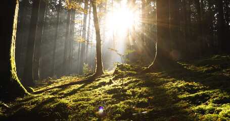 Majestic Sun rays in mossy dreamy woods. - 758654009
