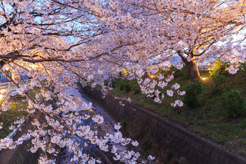 桜祭りでライトアップされた川沿いの堤防の桜並木