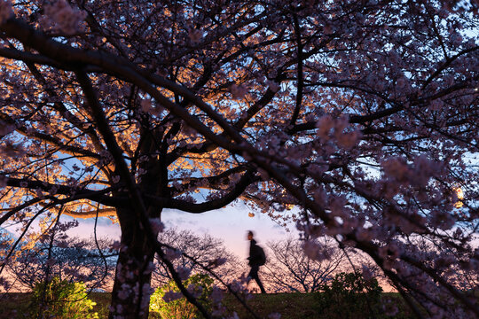 桜祭りでライトアップされた堤防の桜並木