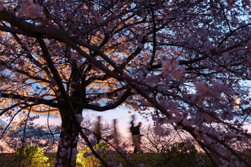 桜祭りでライトアップされた堤防の桜並木