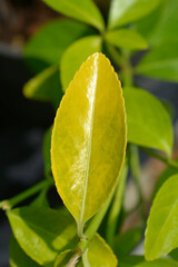 Japanes spindle El Dorado leaves