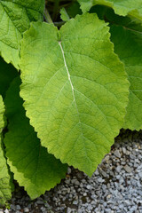 Forskahls sage leaves