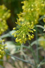 Ornamental Onion Yellow Fantasy flowers