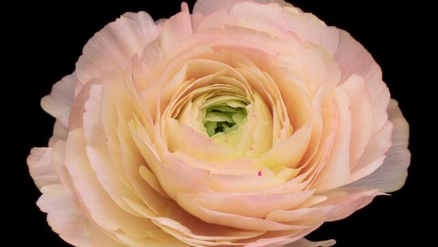 Beautiful pink buttercup (ranunculus) flower opening. Demonstrating the color of 2024 Peach fuzz Valentines Day, Mothers Day concept. Holiday, love, birthday design backdrop
