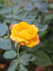 yellow rose in the garden
