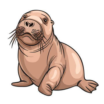 Vector illustration of a cute sea lion isolated on a white background.
