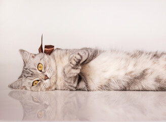 beautiful, gray British cat with a bow on her neck on a white background.