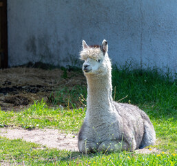 llama in the zoo © Jouni