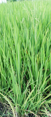 Rice plants are paddy fields