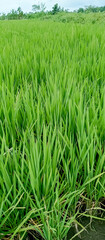 Rice plants are paddy fields
