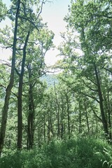 Naklejka premium A forest area in the mountains. Summer time of the year.