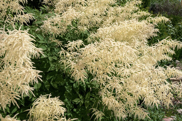Aruncus dioicus, forest, is a beautiful, stout herb, our native. It grows to a height of up to 1m. From June to the end of the wonderful large laths of creamy white flowers