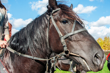 bay horse portrait. Close-up of a horse with a rider on a sunny summer day