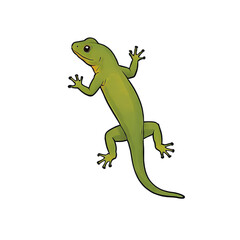 Newt Hand Drawn Cartoon Style Illustration