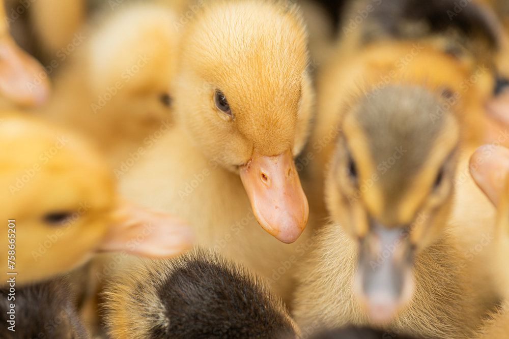 Wall mural cute yellow ducklings in the market