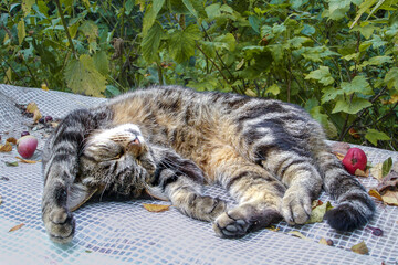 Striped cat turned belly up is resting and enjoying warmth of sun in country orchard among fallen apples and leaves