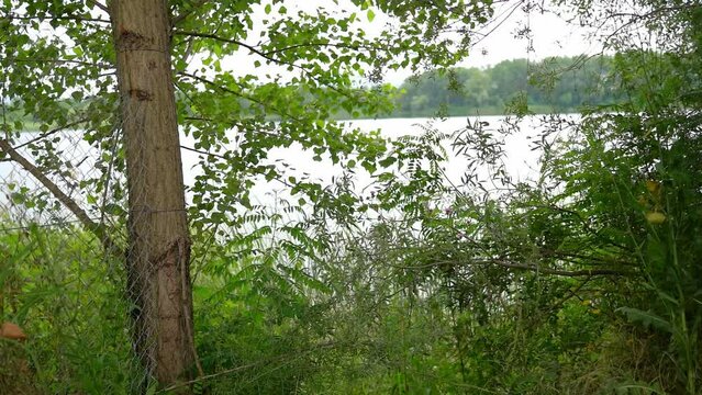A lake visible through wild green grass and trees in Bela Crkva, Serbia