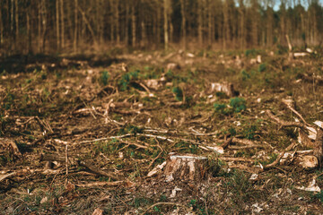 Impact of Deforestation and  Consequences of Logging
