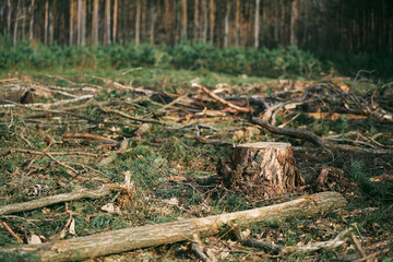 Climate Crisis Impact Deforestation Consequences