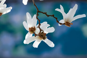 Magnolia blooms in Shanghai Botanical Garden, China