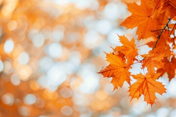 Orange Maple Leaves with Bokeh in Background, Fall Autumn Season