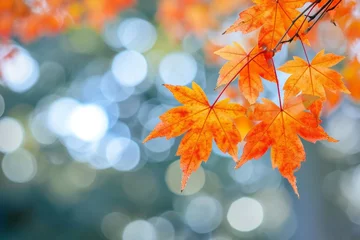  Orange Maple Leaves with Bokeh in Background, Fall Autumn Season © Hassan