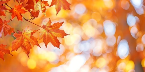 Naklejka na ściany i meble Orange Maple Leaves with Bokeh in Background, Fall Autumn Season