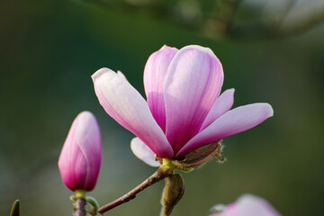 Magnolia blooms in Shanghai Botanical Garden, China