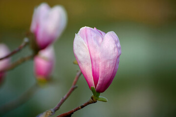 Magnolia blooms in Shanghai Botanical Garden, China