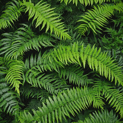 Evergreen fern bush with green leaf isolated on transparent background, top view