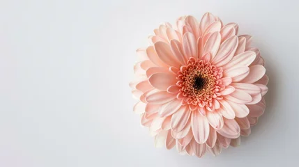 Fotobehang Gerbera pink flower on white background © artbot