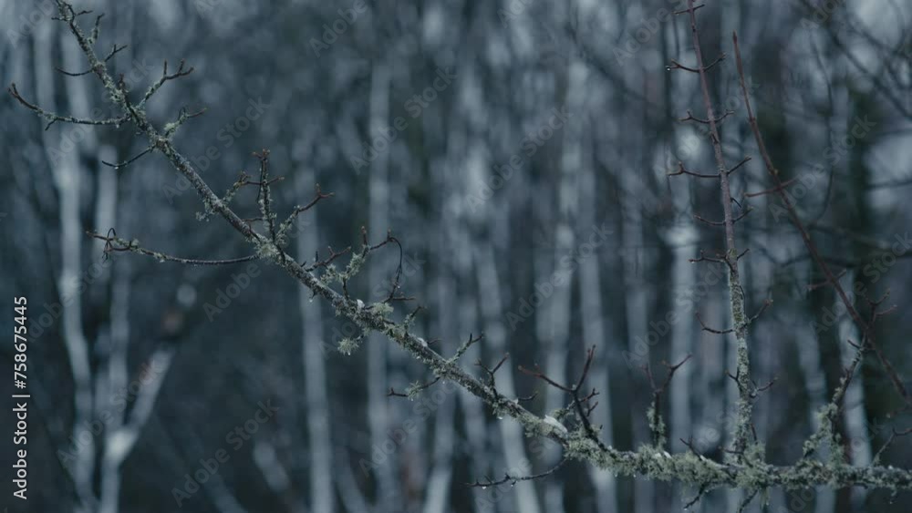 Aufkleber abstract detail branch with lichen and snow in forest. swaying gently in wind. evening light in wint