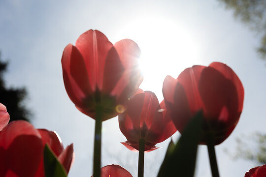 Tulips and sunlight. Spring blossom background photo