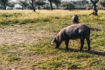 A pig is eating grass in a field