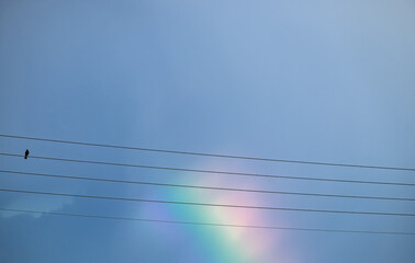 Vogel sitzt auf Stromleitung, Regenbogen 